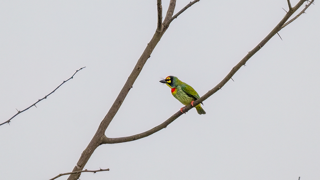 Coppersmith Barbet